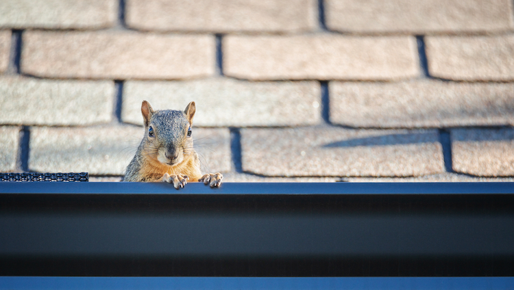 Squirrel Peeking out From Roof in Gutter - K-Guard St. Louis